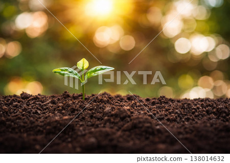 AI generated young green seedling emerging from rich soil under warm golden sunlight symbolizing growth hope sustainability new beginnings and natural development 138014632