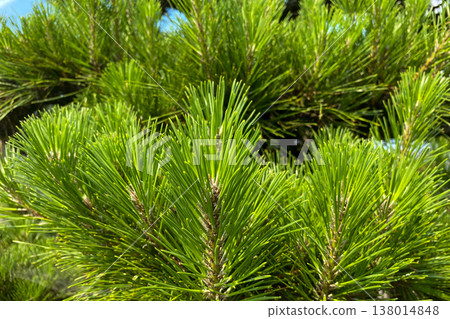 Pine Pine 138014848
