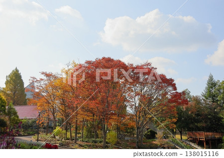 秋葉雜種森林 138015116