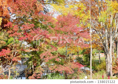 Leaves of autumn leaves Leaves of autumn leaves 138015122