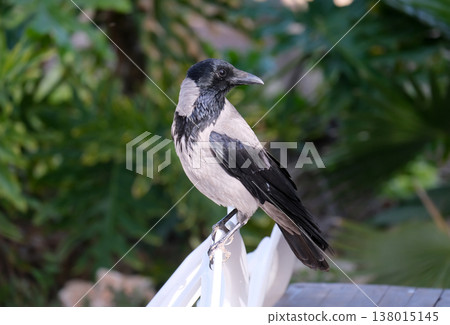 The hooded crow (Corvus corone cornix) 138015145