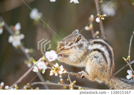 Chipmunks eating flowers: Cute wild animals perched on branches in spring 138015167