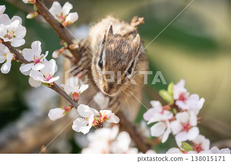 A chipmunk gazes out from among the cherry blossoms: A close-up of a cute wild animal in spring. A chipmunk gazes out from among the cherry blossoms: A close-up of a cute wild animal in spring. 138015171