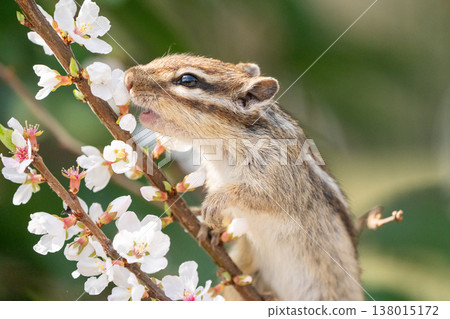 Chipmunk eating cherry blossoms: A close-up of a cute wild animal in spring Chipmunk eating cherry blossoms: A close-up of a cute wild animal in spring 138015172