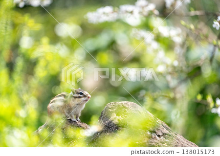 一隻花栗鼠棲息在春日陽光下的岩石上；周圍鮮花環繞，構成一幅自然美景。 138015173