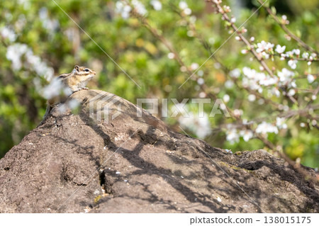 A chipmunk perched on a rock amidst blooming spring flowers - a small wild animal in nature 138015175