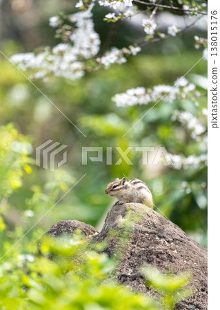 A chipmunk relaxing amidst blooming spring flowers; a small wild animal on a rock. A chipmunk relaxing amidst blooming spring flowers; a small wild animal on a rock. 138015176