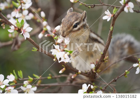 花栗鼠吃花：春日自然與可愛的野生動物 138015182