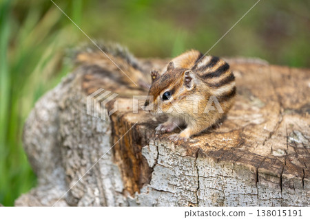 A chipmunk relaxing on a tree stump: A cute wild animal in a natural setting. A chipmunk relaxing on a tree stump: A cute wild animal in a natural setting. 138015191