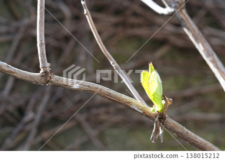 Hydrangea sprout Hydrangea sprout 138015212