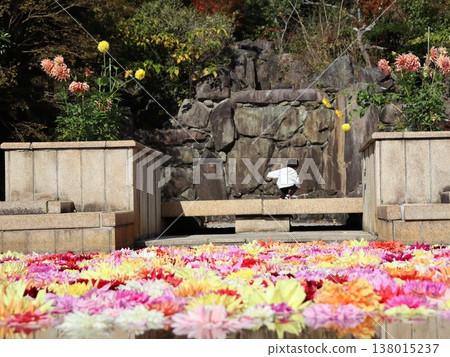 春日公園，水面上鮮花競相綻放 138015237