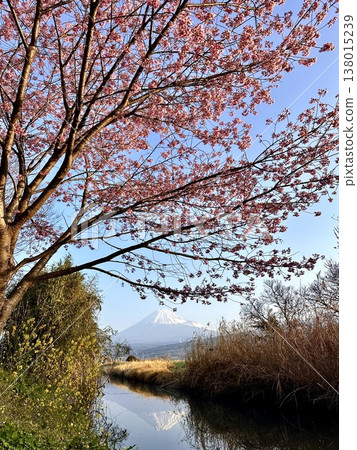 從溪邊可以看到櫻花和富士山。 138015239