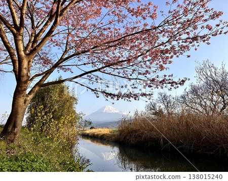 Sakura and Mt. Fuji Sakura and Mt. Fuji 138015240