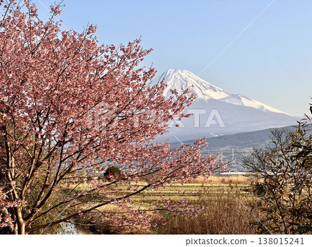 Fuji and cherry blossoms Fuji and cherry blossoms 138015241
