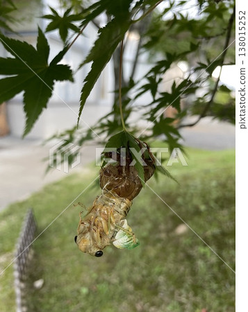 A cicada emerging from its nymphal skin on a maple leaf: A natural record capturing the moment of molting. A cicada emerging from its nymphal skin on a maple leaf: A natural record capturing the moment of molting. 138015252