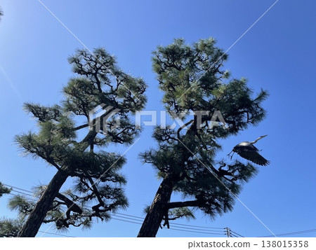 一隻蒼鷺飛過藍天下的松樹:一幅日本自然風光。 一隻蒼鷺飛過藍天下的松樹:一幅日本自然風光。 138015358