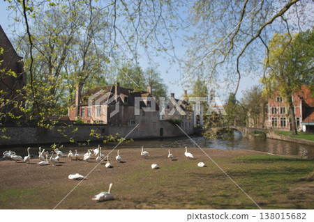White swans gathered on the banks of the Minnewater canal near the Beguinage in Bruges, Belgium 138015682