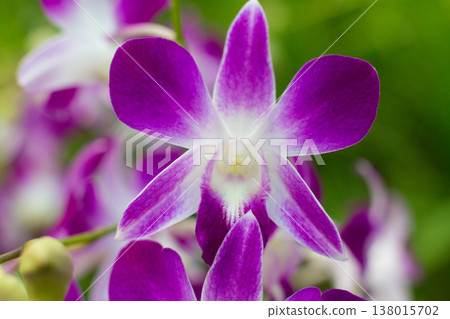 close-up of beautiful Dendrobium two-humped flowers in the garden close-up of beautiful Dendrobium two-humped flowers in the garden 138015702