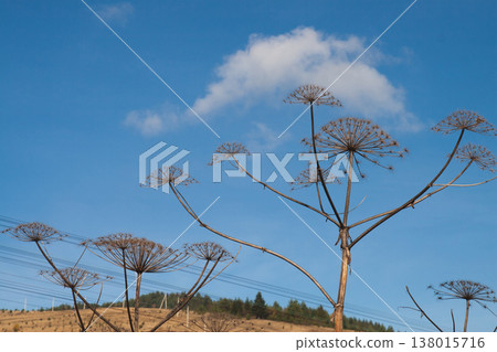 Dried hogweed silhouettes against a clear blue sky Dried hogweed silhouettes against a clear blue sky 138015716