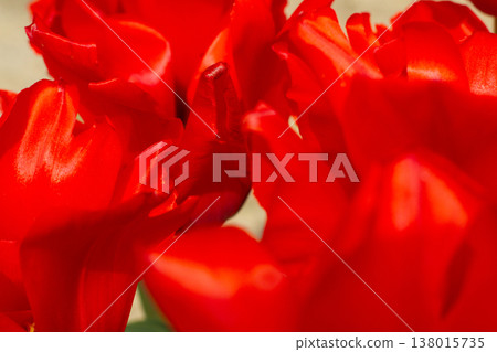beautiful colorful tulip flowers are growing in the garden beautiful colorful tulip flowers are growing in the garden 138015735