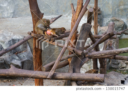 a beautiful little monkey in a zoo in captivity a beautiful little monkey in a zoo in captivity 138015747