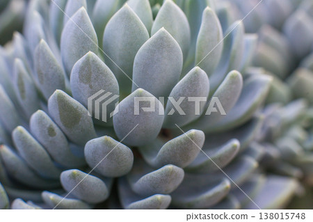 close-up Succulent flower in a pot in a greenhouse 138015748