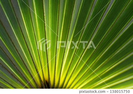 close up straight lines texture of green palm leaves close up straight lines texture of green palm leaves 138015750