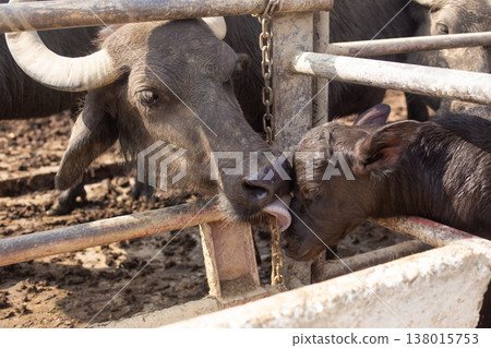 a herd of young buffalo lives on a rural farm a herd of young buffalo lives on a rural farm 138015753