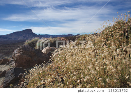 Endemic desert flora in Teide National Park, Tenerife 138015762