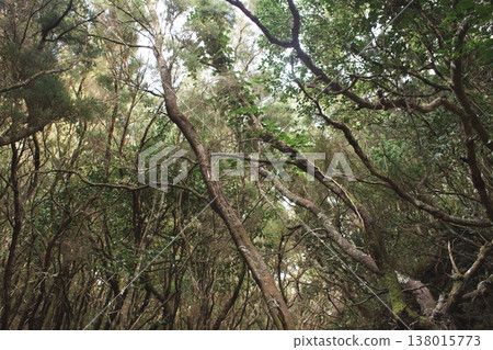 Enchanted laurel forest with mossy trees and twisted branches in Anaga Tenerife 138015773