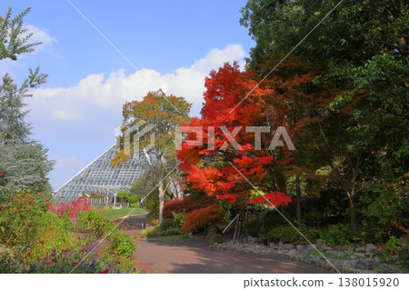 鮮豔的秋葉日本楓葉 鮮豔的秋葉日本楓葉 138015920