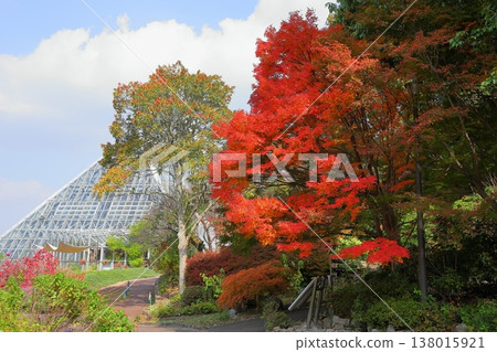 鮮豔的秋葉日本楓葉 鮮豔的秋葉日本楓葉 138015921