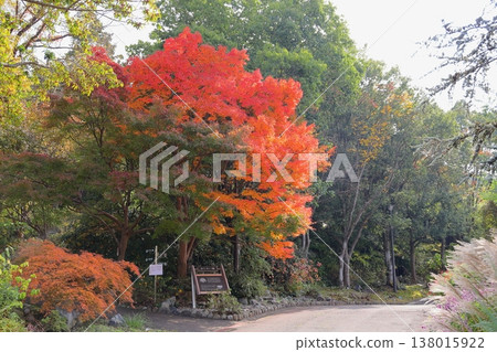 鮮豔的秋葉日本楓葉 鮮豔的秋葉日本楓葉 138015922