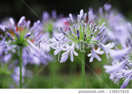 Agapanthus wet to the rain 138015928