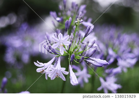 Agapanthus wet to the rain Agapanthus wet to the rain 138015929