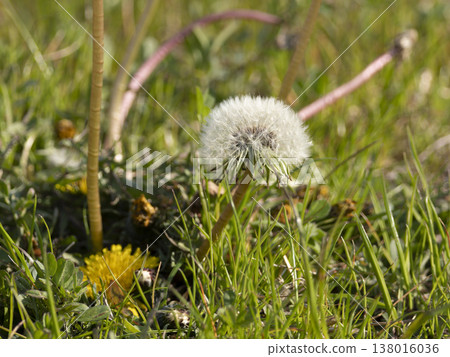田裡生長的蒲公英絨毛 138016036