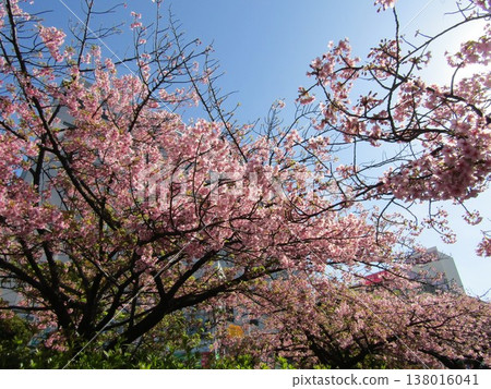The Kawazu cherry blossoms in full bloom in front of Inagekaigan Station are a beautiful pink color. The Kawazu cherry blossoms in full bloom in front of Inagekaigan Station are a beautiful pink color. 138016041