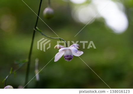 Pretty Renge Shoma Pretty Renge Shoma 138016123