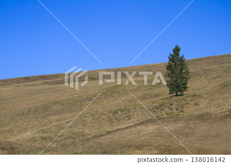 Single evergreen fir tree standing on a vast dry mountain slope under clear blue sky 138016142