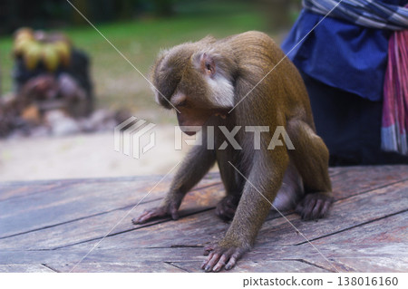 a beautiful little monkey in a zoo in captivity 138016160