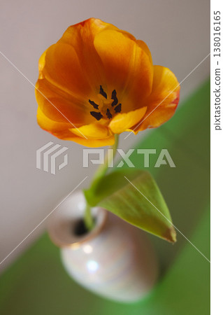 Close-up of a vibrant orange tulip in a small vase 138016165