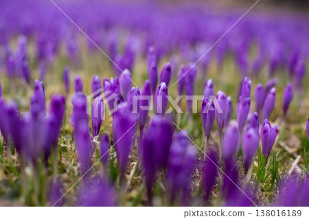 close up of beautiful crocus flowers on the field close up of beautiful crocus flowers on the field 138016189
