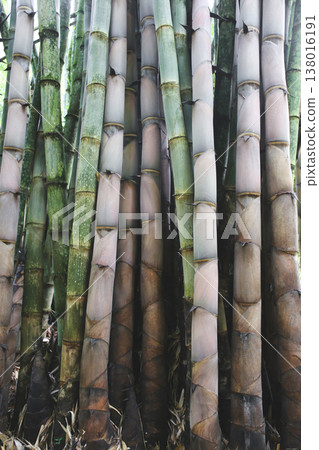 Close-up of thick bamboo stalks in a tropical grove Close-up of thick bamboo stalks in a tropical grove 138016191
