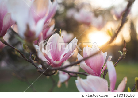 Spring magnolia blossoms bathed in golden sunset light 138016196