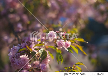 Lush clusters of double pink cherry blossoms on a spring tree Lush clusters of double pink cherry blossoms on a spring tree 138016200