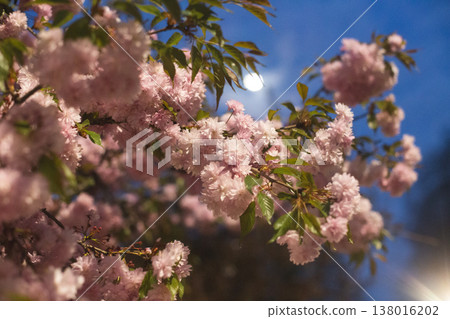 Lush clusters of double pink cherry blossoms on a spring tree Lush clusters of double pink cherry blossoms on a spring tree 138016202