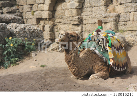 Dromedary camel resting near ancient stone ruins in Side, Turkey Dromedary camel resting near ancient stone ruins in Side, Turkey 138016215
