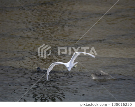 Little egrets flying over a river Little egrets flying over a river 138016230
