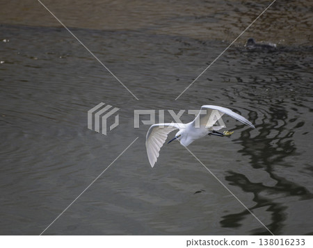 Little egrets flying over a river Little egrets flying over a river 138016233