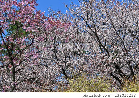 Cherry blossoms in full bloom at Akaya-shio Hill, at the foot of Mt. Akagi, Maebashi City, Gunma Prefecture. Cherry blossoms in full bloom at Akaya-shio Hill, at the foot of Mt. Akagi, Maebashi City, Gunma Prefecture. 138016238